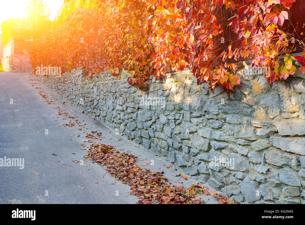 Un antico muro di pietra lungo una strada rurale su cui si blocca e si aggrappa autunno giallo e arancio-Vite rossa con foglie. Foto Stock