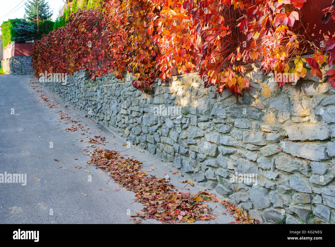 Un antico muro di pietra lungo una strada rurale su cui si blocca e si aggrappa autunno giallo e arancio-Vite rossa con foglie. Foto Stock