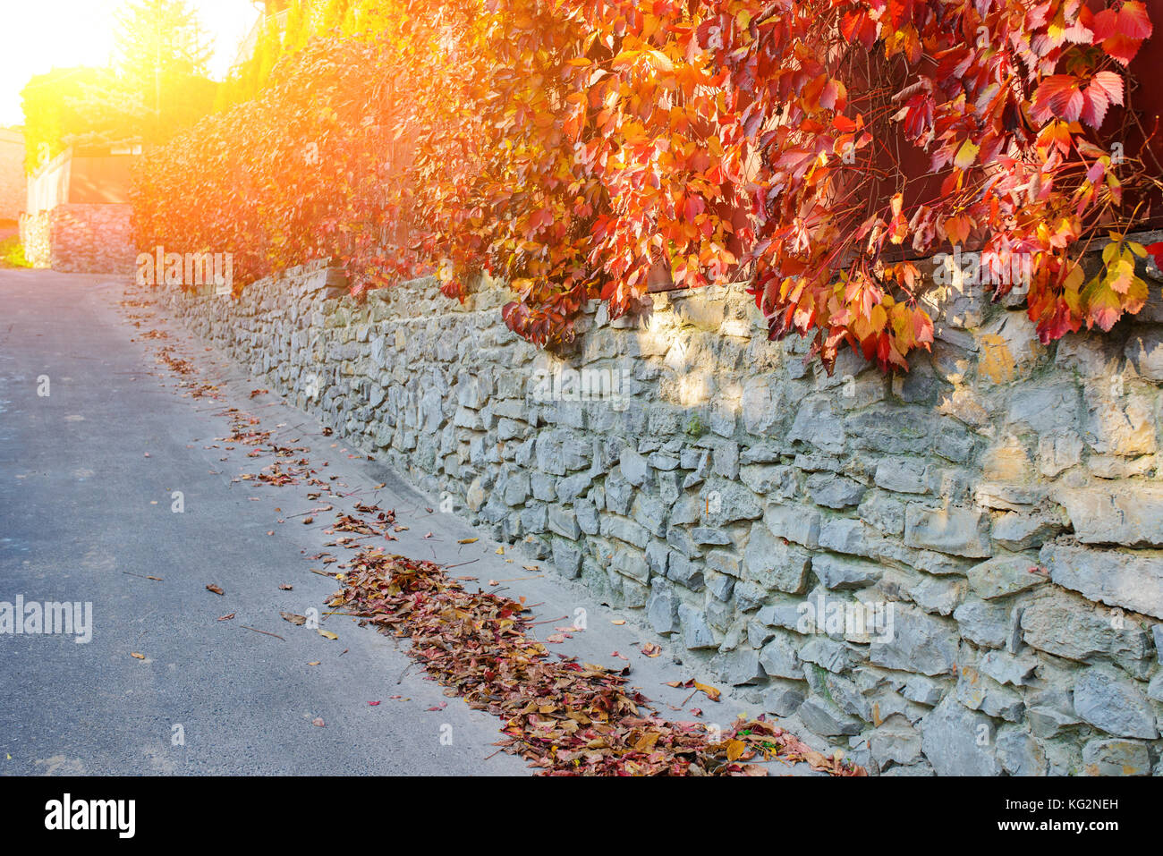 Un antico muro di pietra lungo una strada rurale su cui si blocca e si aggrappa autunno giallo e arancio-Vite rossa con foglie. Foto Stock