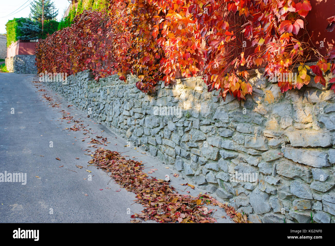 Un antico muro di pietra lungo una strada rurale su cui si blocca e si aggrappa autunno giallo e arancio-Vite rossa con foglie. Foto Stock