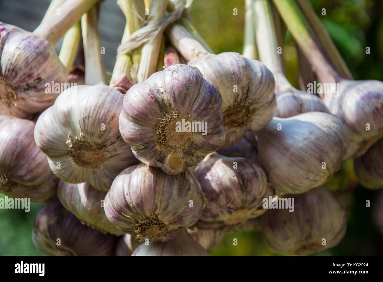 Primo piano di mazzetti di aglio di essiccazione al sole Foto Stock