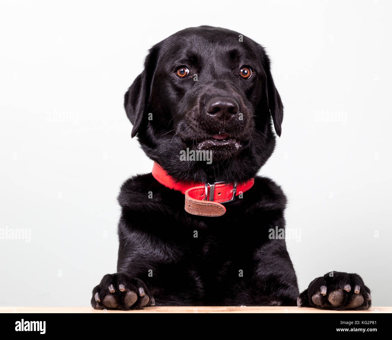 Il labrador nero ritratto, labrador retriever portrait - black lab dog Foto Stock