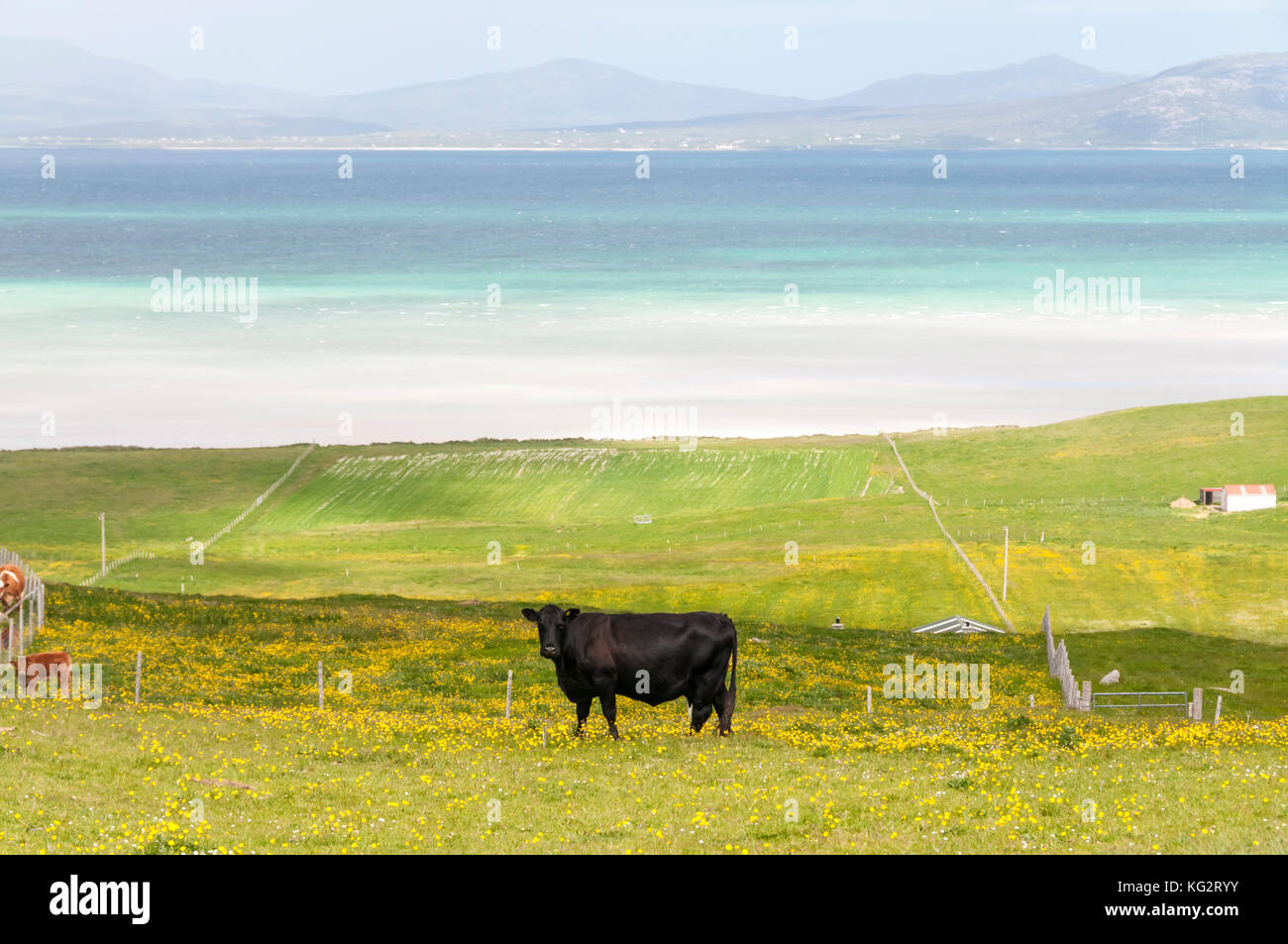 Il bestiame vicino Eoligarry nel nord del Isle of Barra nelle Ebridi Esterne. Foto Stock