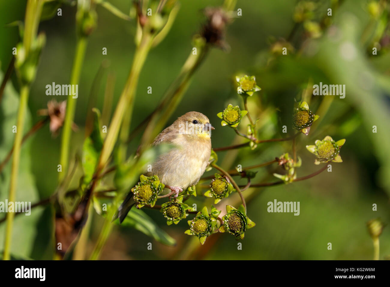 American cardellino (spinus tristis), mendota Heights, Minnesota, Stati Uniti d'America Foto Stock