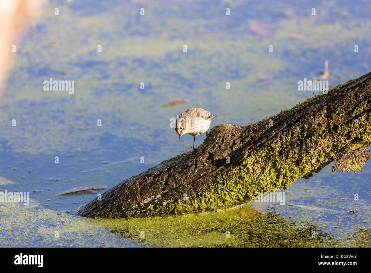 Giallo-rumped trillo (setophaga coronata), mendota, minnesota, Stati Uniti d'America Foto Stock