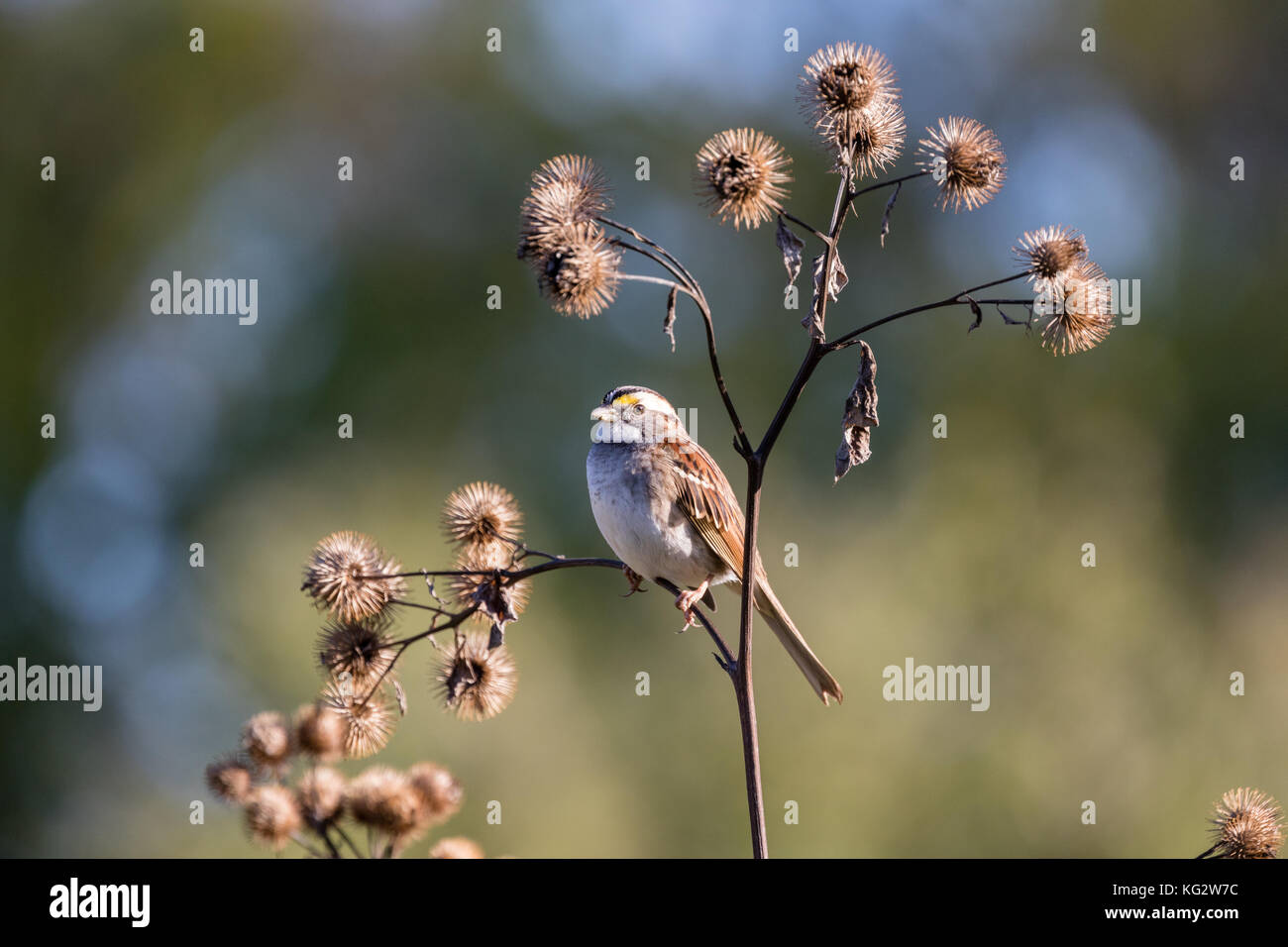 Bianco-throated sparrow (zonotrichia albicollis), mendota Heights, Minnesota, Stati Uniti d'America Foto Stock
