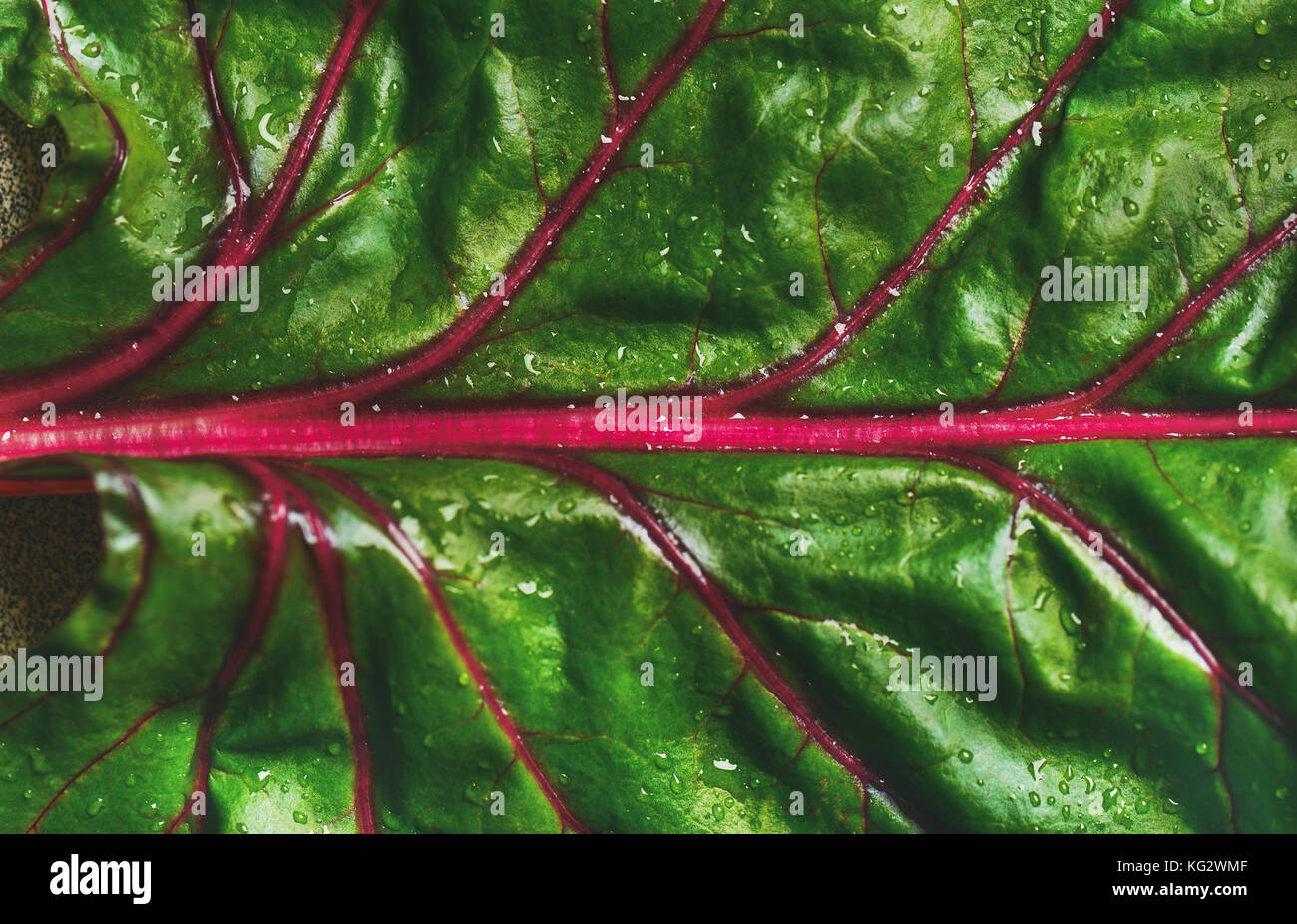 Flat-lay di fresco verde delle foglie di bietole. dieta alcalina Foto Stock