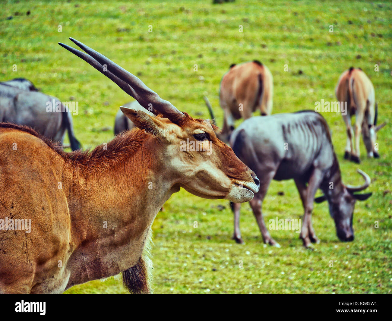Dettaglio della testa entelope. sullo sfondo sono altri animali. erba verde. africa animali. Foto Stock