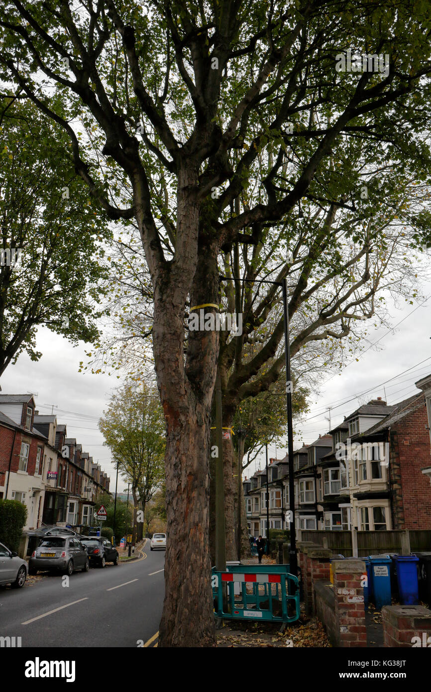 Alberi lungo la strada a Sheldon Road, Nether Edge, Sheffield, Inghilterra, sotto la minaccia di abbattere il vandalismo ambientale Foto Stock