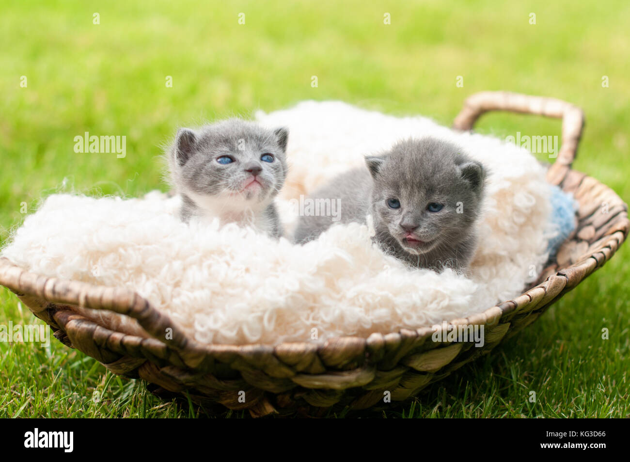 Due sweety gattini nel vecchio cesto in legno Foto Stock