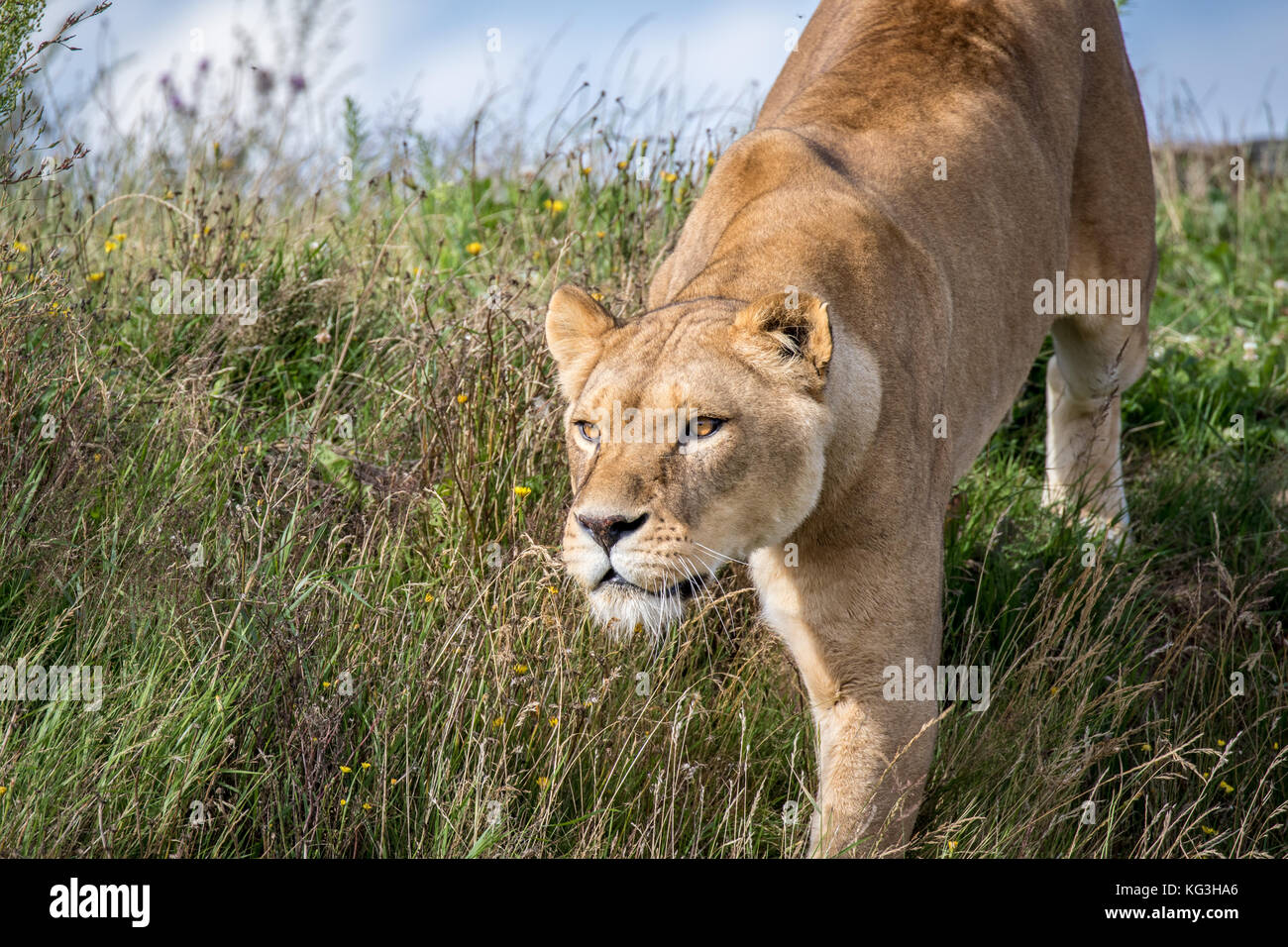 Una leonessa piccioli un altro lion allo Yorkshire Wildlife Park Foto Stock