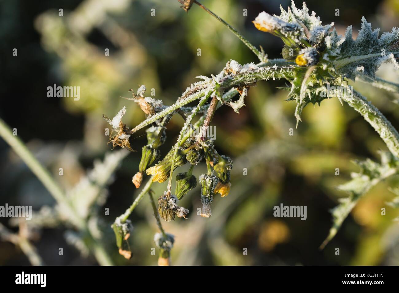 Hoarfrosted piante di inizio primavera, autunno o in inverno Foto Stock