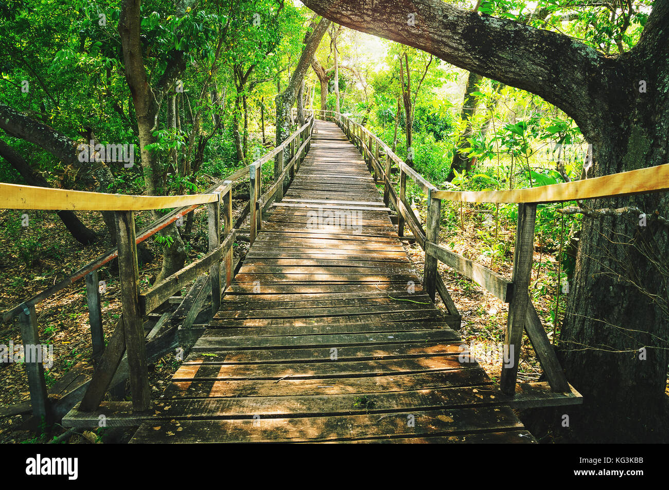 Passerella sospesa fatta di tavole di legno circondato dalla natura del Pantanal in Brasile. Foto Stock