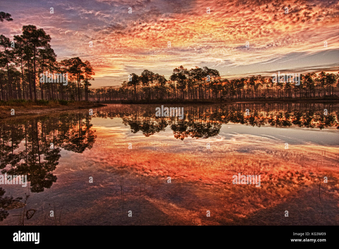 Sunrise attraverso Florida Slash pini, Pinus elliottii, Everglades National Park, Florida Foto Stock