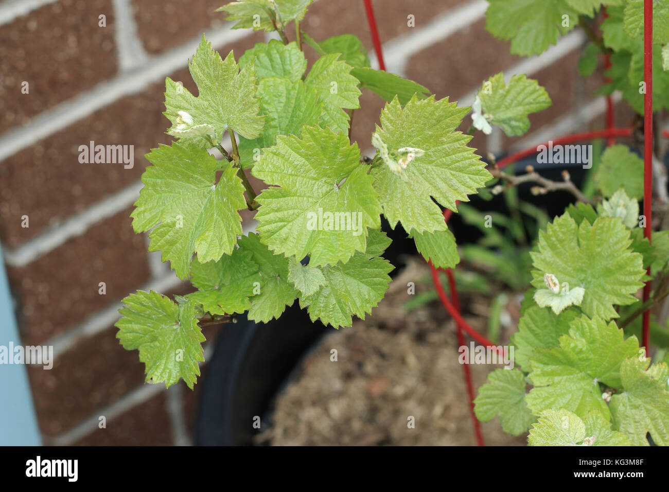 Primo piano di foglie di uva Foto Stock