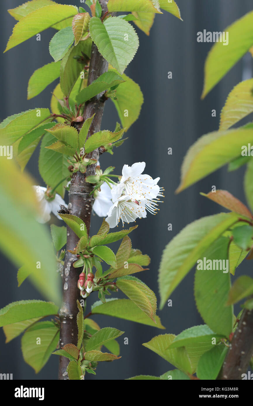 Immagine ravvicinata di lapins fiori di ciliegio in primavera Foto Stock