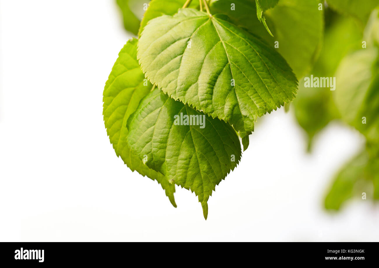 Il verde delle foglie di un tiglio. un close up, piccole profondità di nitidezza, è isolato su uno sfondo bianco. copyspace a sinistra Foto Stock