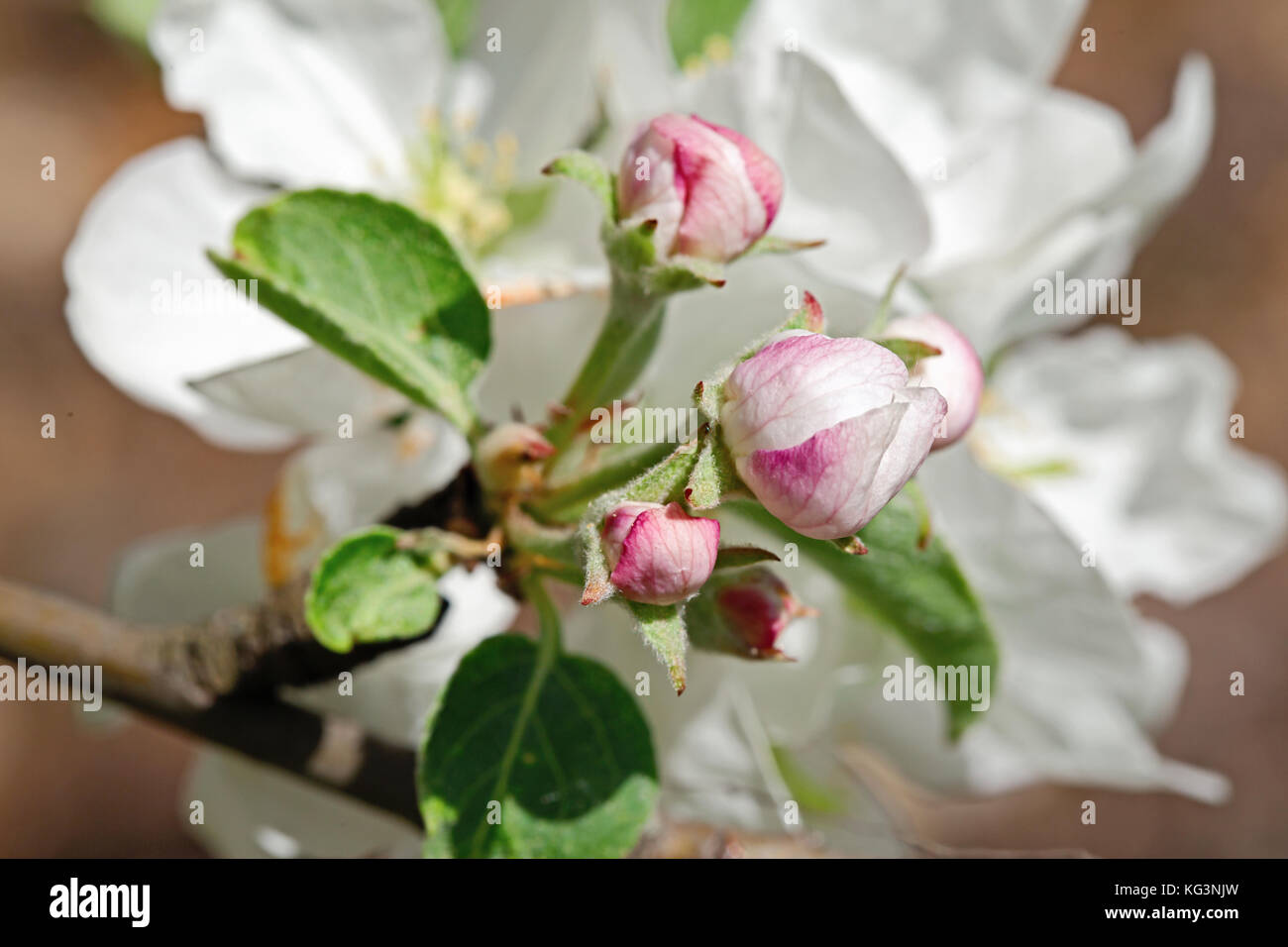 Bianco-rosa fiore di un Apple-tree close up. piccole profondità di nitidezza, indistinto. Foto Stock