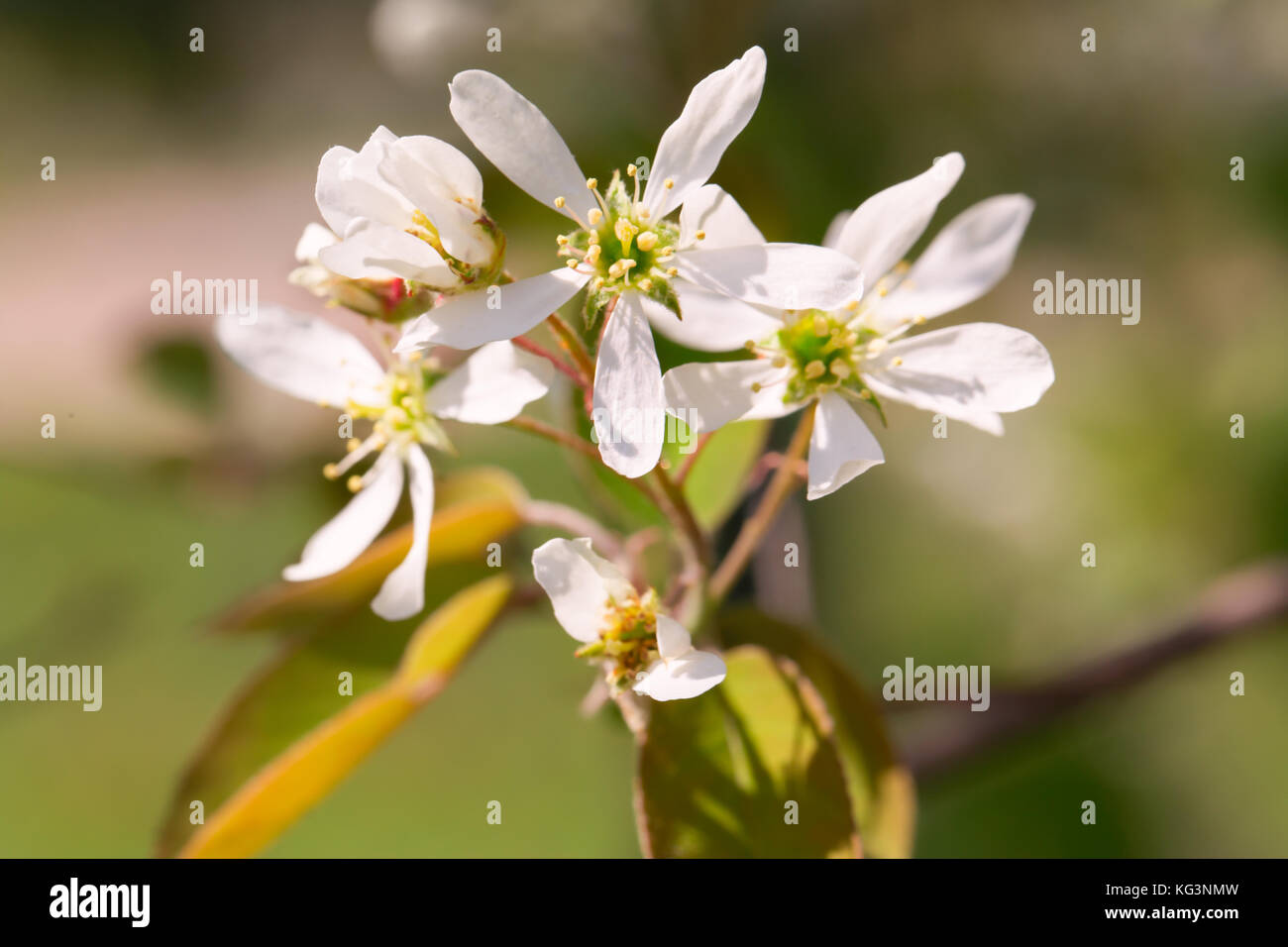 Il bianco dei fiori di un mespilus illuminata con il sun. close up, macro, la molla scatti, indistinto Foto Stock