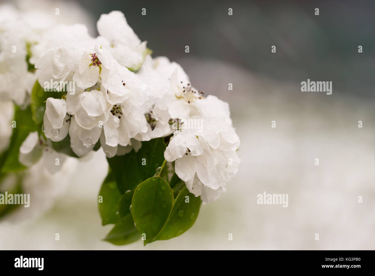 La neve sulla struttura di fioritura in primavera. caduto improvvisamente fuori la neve sui rami e fiori di un albero di pera, un brusco scatto freddo, cattivo tempo sele Foto Stock