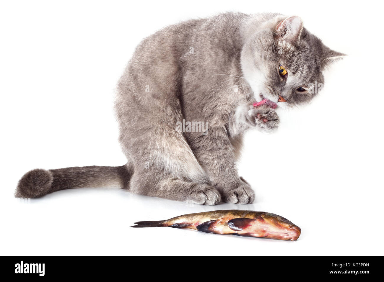 Gatto e pesce su uno sfondo bianco. Il grigio gatto domestico bagna una zampa e lingua e guarda al pesce. Il pesce si trova nei pressi di un gatto. Foto Stock