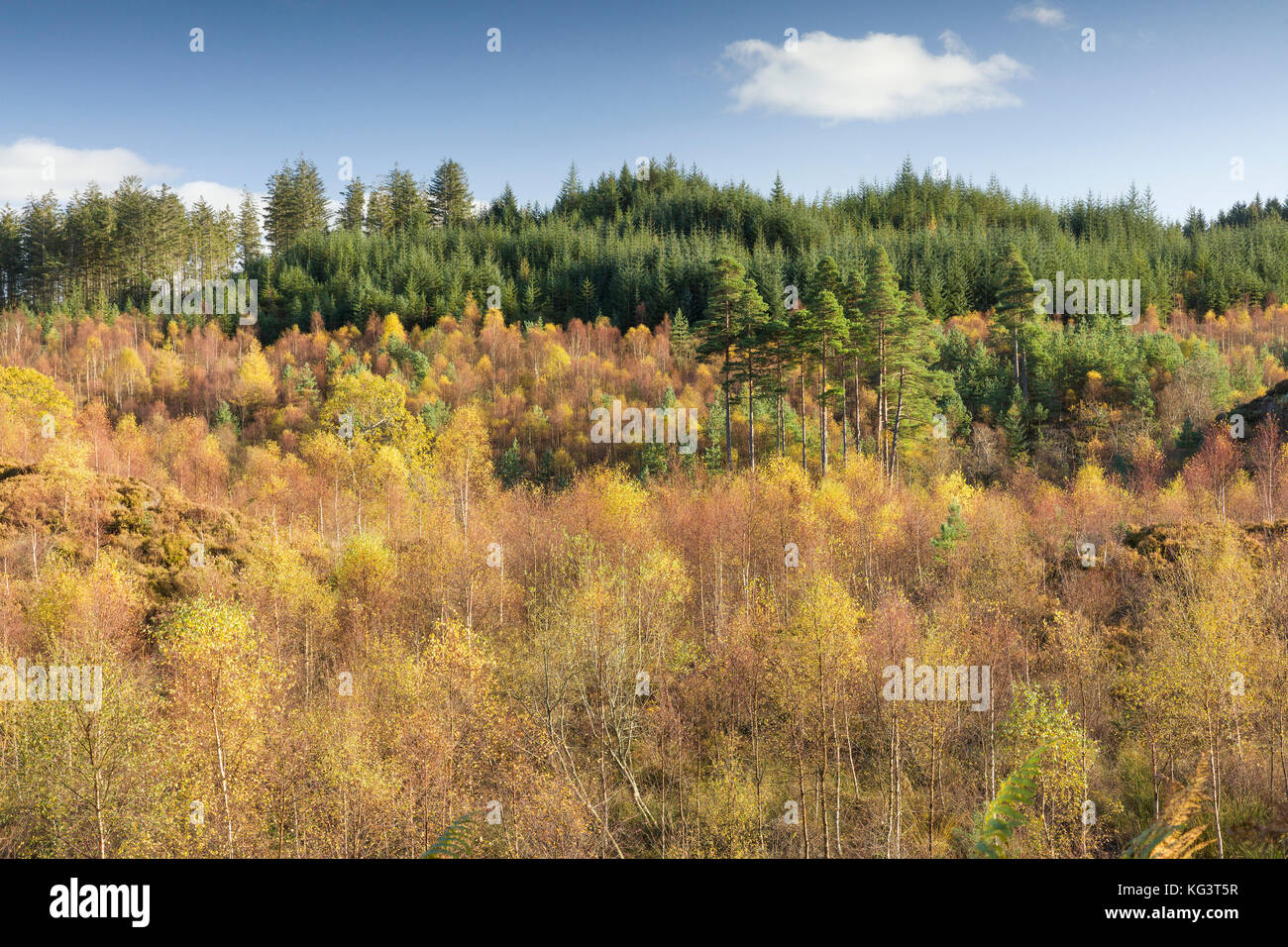 I colori autunnali lungo la Duke's Pass, aberfoyle, Stirlingshire, il trossacks, SCOZIA Foto Stock