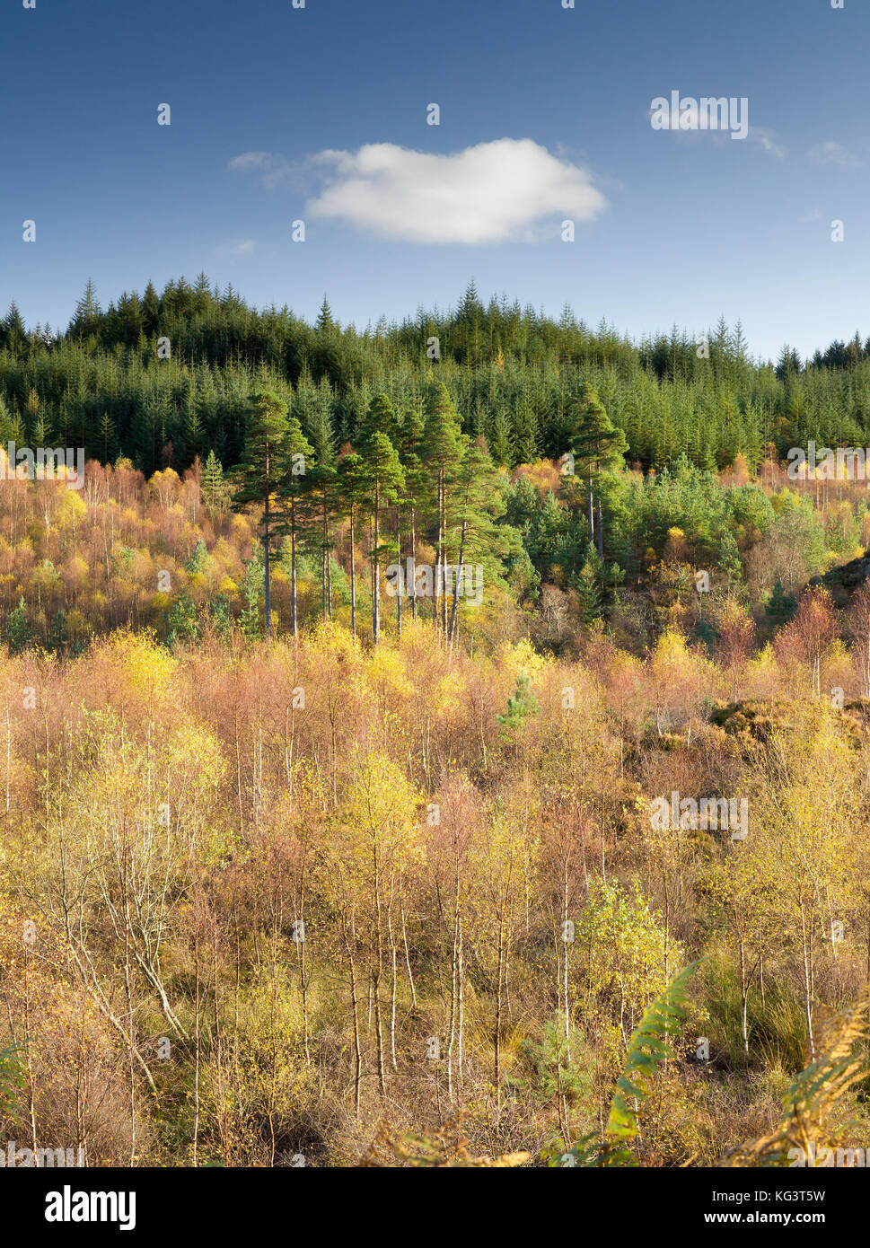 I colori autunnali lungo la Duke's Pass, aberfoyle, Stirlingshire, il trossacks, SCOZIA Foto Stock