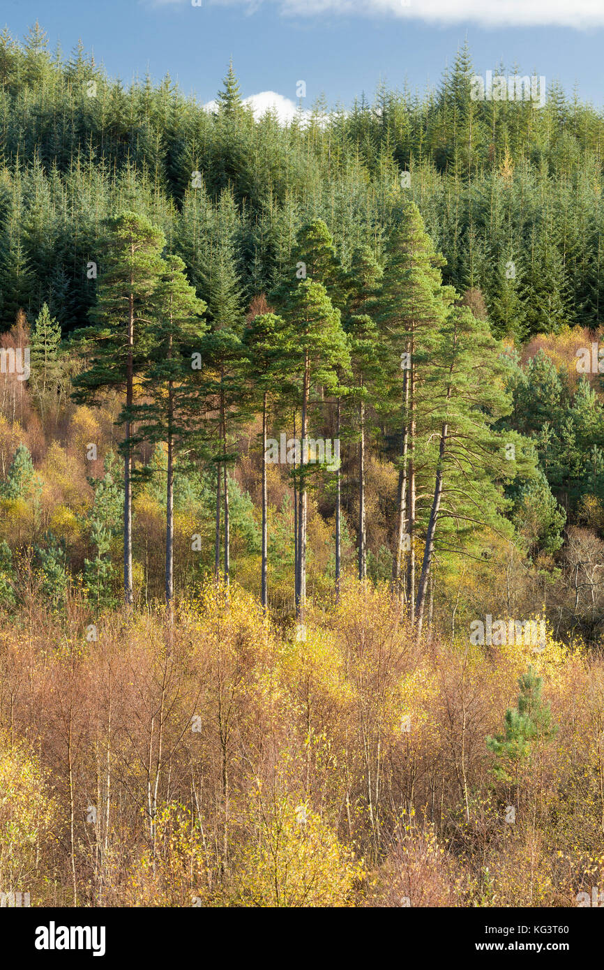 I colori autunnali lungo la Duke's Pass, aberfoyle, Stirlingshire, il trossacks, SCOZIA Foto Stock