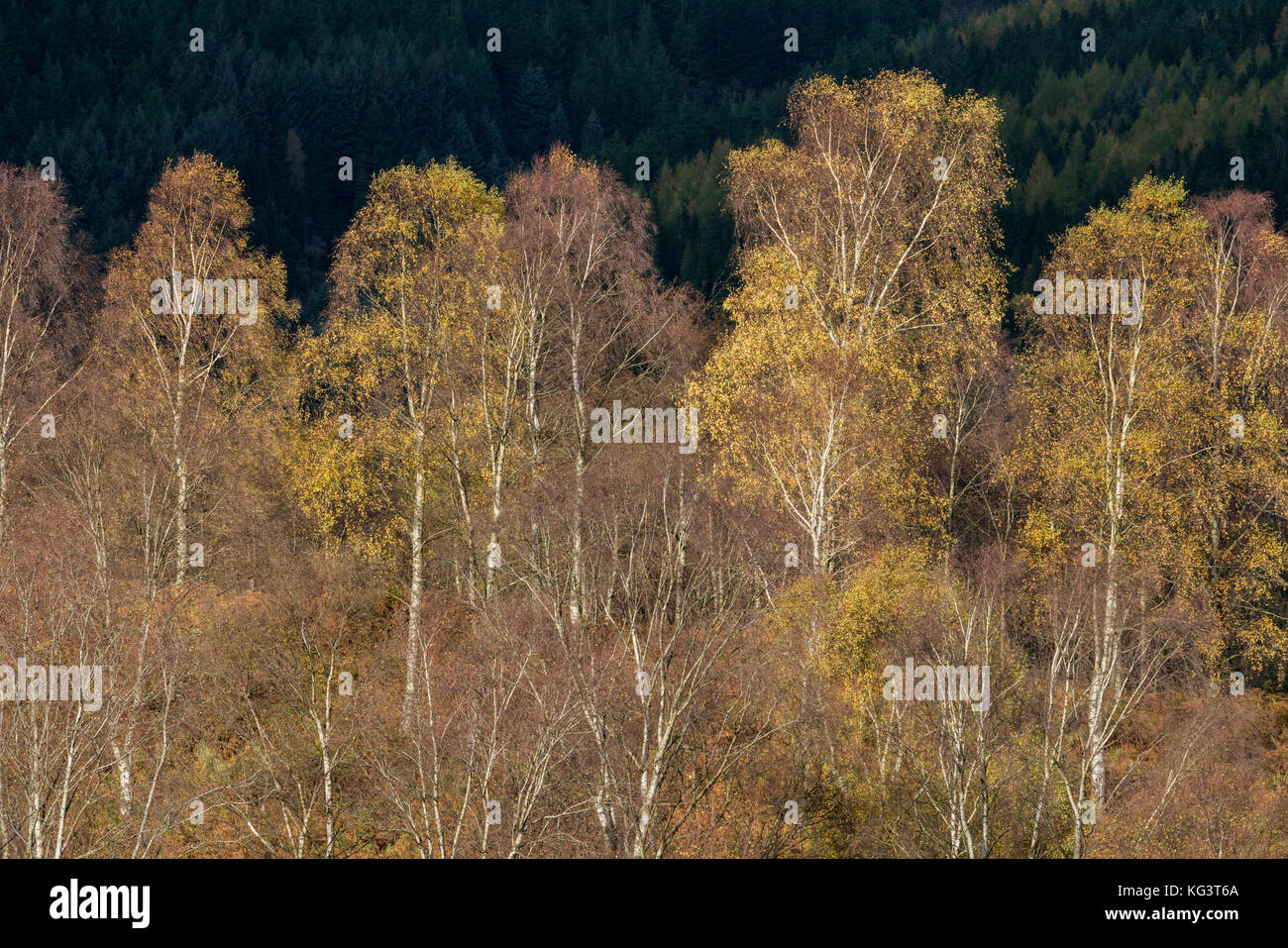 I colori autunnali lungo la Duke's Pass, aberfoyle, Stirlingshire, il trossacks, SCOZIA Foto Stock