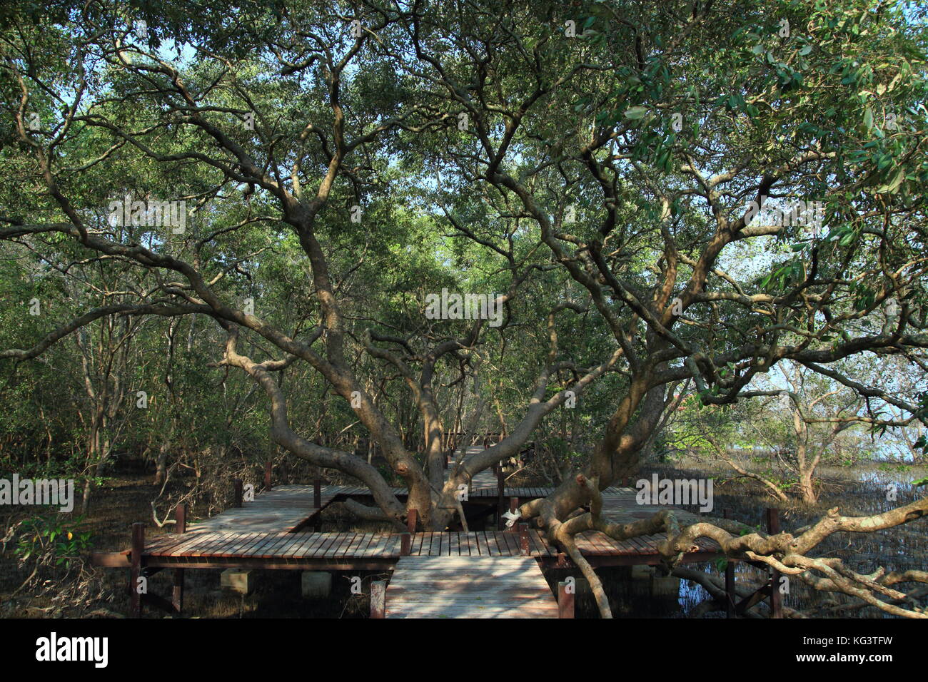 Avicennia officinalis. campione gigante Avicennia alba wetland tree. in una passerella di legno sentiero didattico. Foto Stock