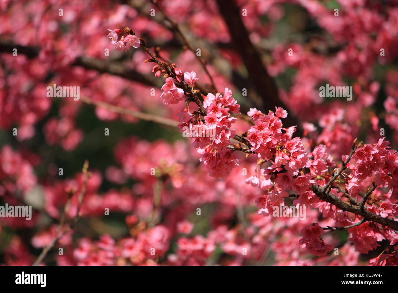 Fiore rosa. La prugna cinese, giapponese albicocca. Prunus mume Foto Stock