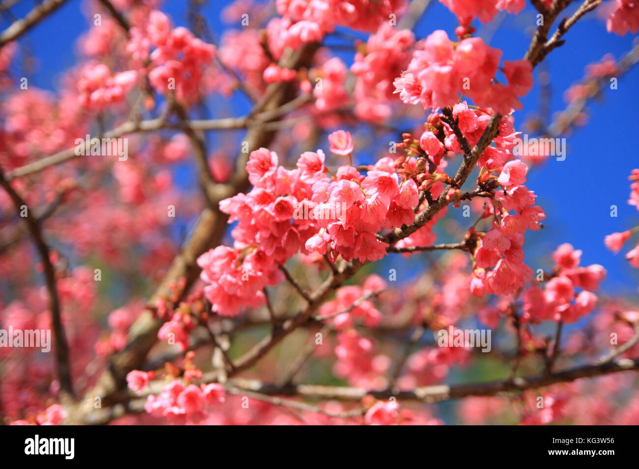 Fiore rosa. La prugna cinese, giapponese albicocca. Prunus mume Foto Stock