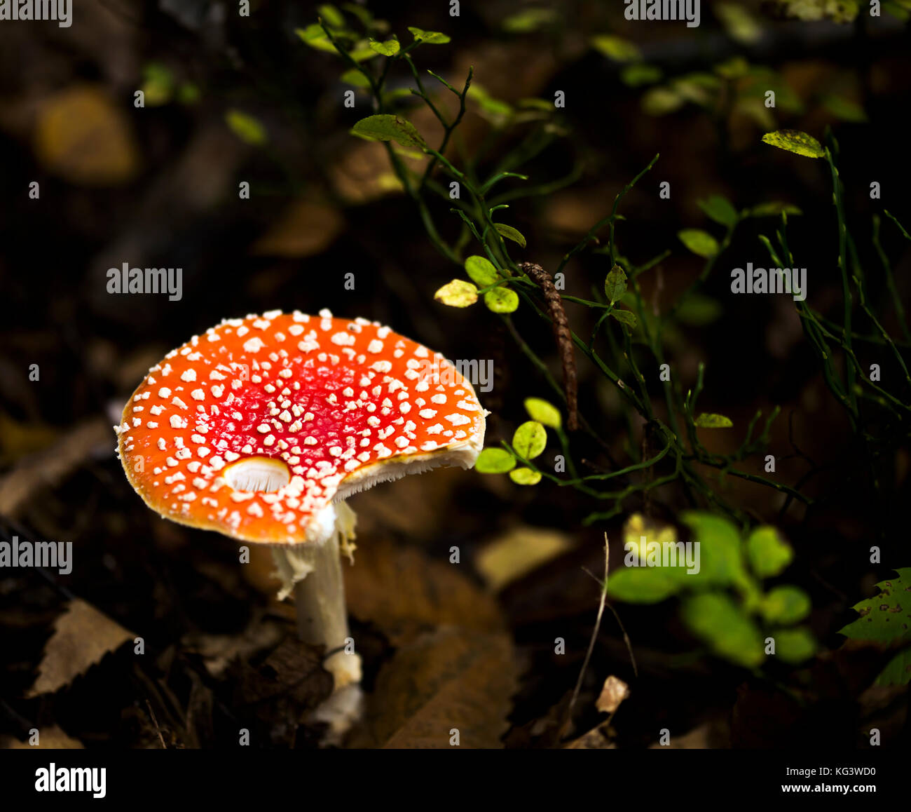 Amanita muscaria fungo che cresce sui terreni forestali. Foto Stock