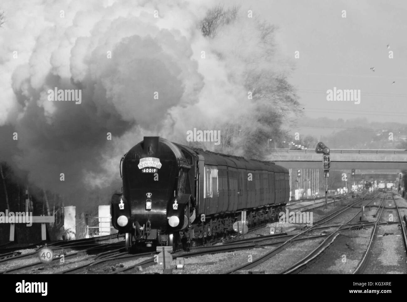 Tarabuso a tre ponti Foto Stock