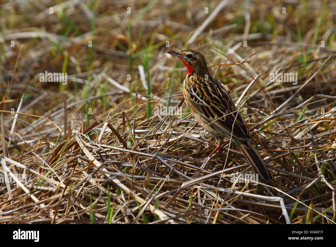 Rosy-breasted o rosa-throated Longclaw, macronyx ameliae, nel Busanga Plains, nord del Parco Nazionale di Kafue, Zambia, Sud Africa Foto Stock