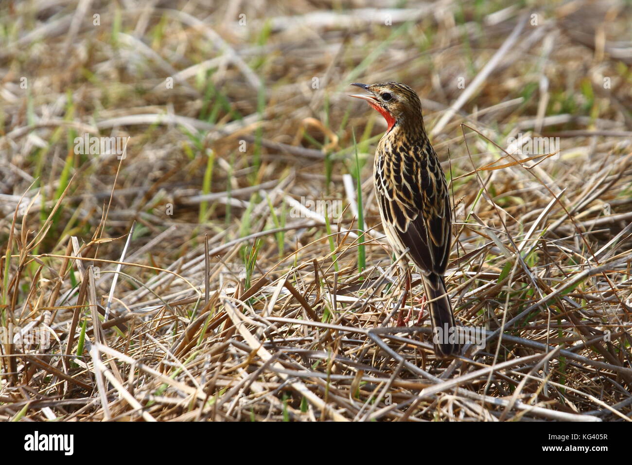 Rosy-breasted o rosa-throated Longclaw, macronyx ameliae, nel Busanga Plains, nord del Parco Nazionale di Kafue, Zambia, Sud Africa Foto Stock