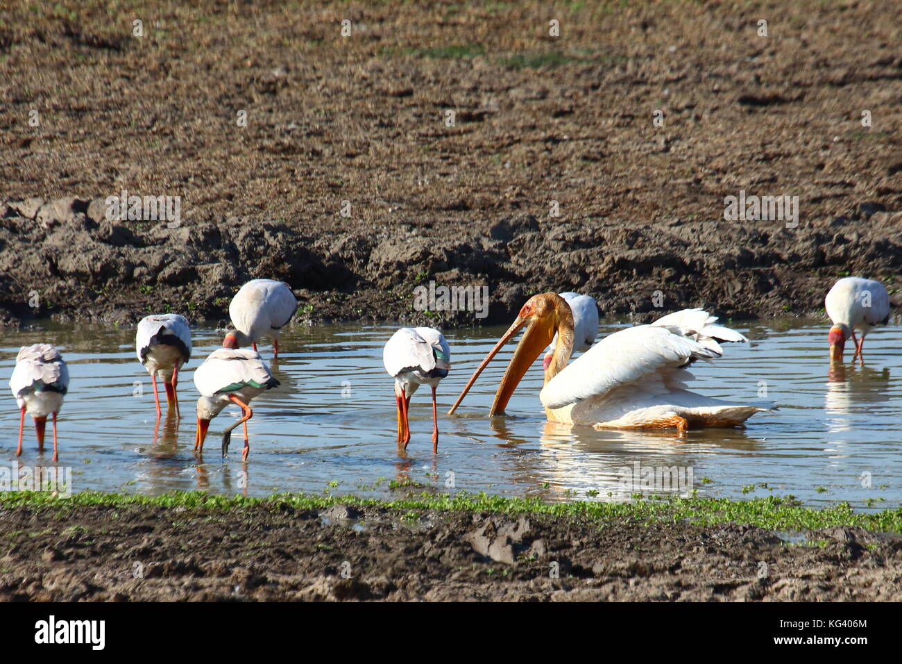 Great White Pelican, Pelicanus onocronatus, pesca nel Fiume Luangwa, con cicogne Foto Stock
