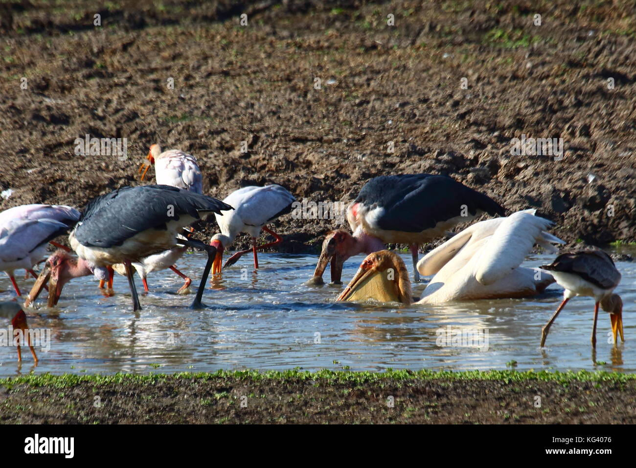 Great White Pelican, Pelicanus onocronatus, pesca nel Fiume Luangwa, con cicogne Foto Stock