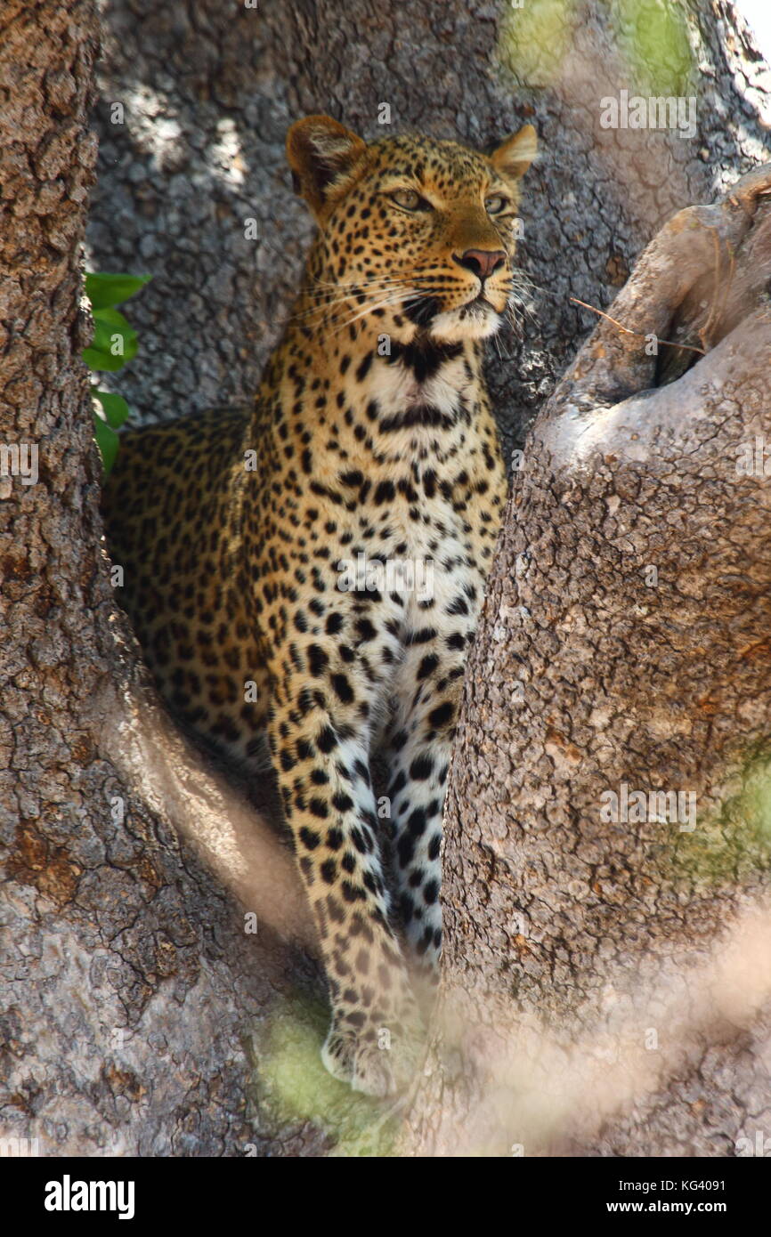 Leopard, Panthera pardus, in una struttura ad albero di salsiccia nel settore Nsefu, South Luangwa National Park, Zambia, Sud Africa Foto Stock