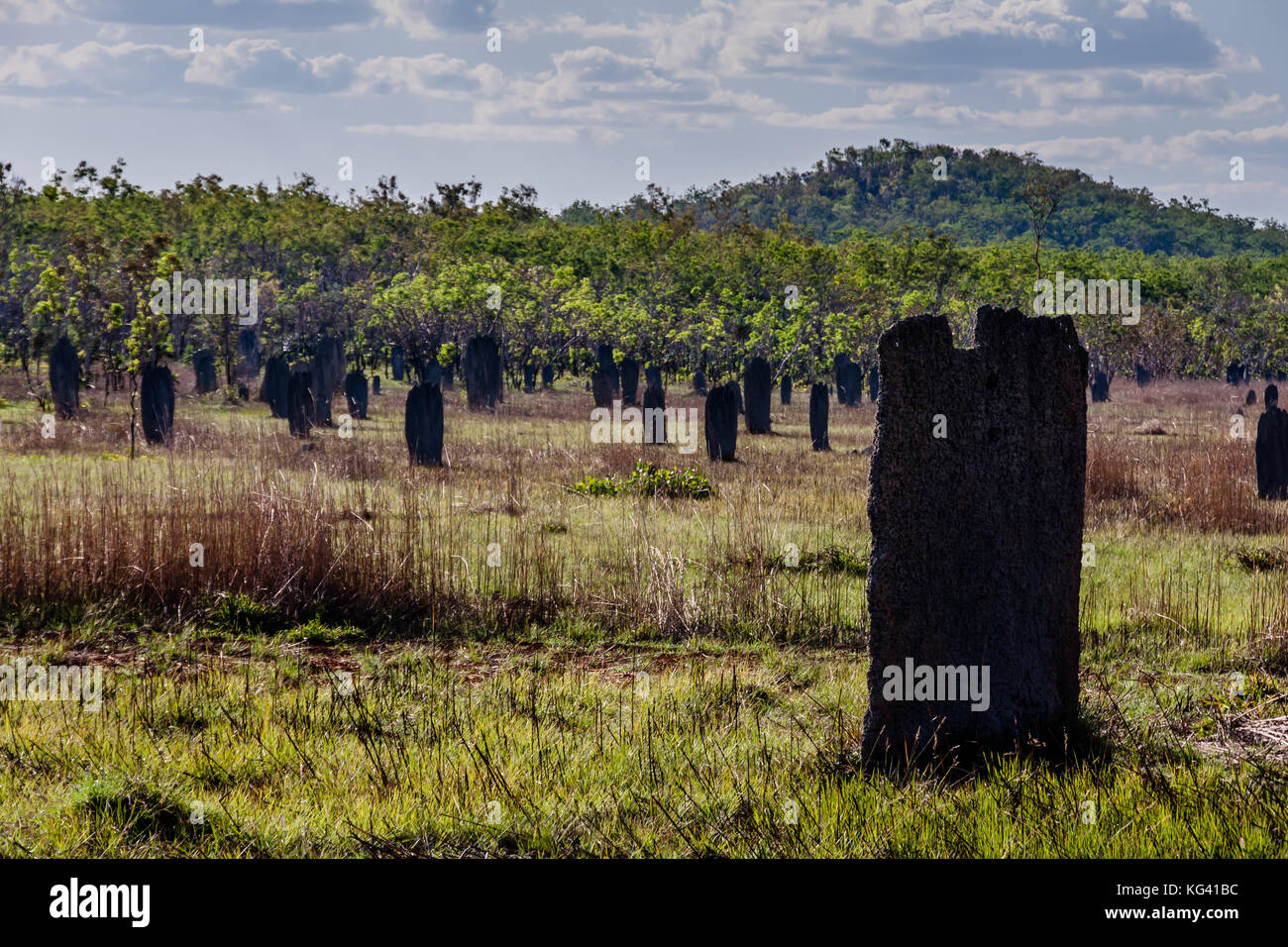 Termite magnetico tumuli, il Parco Nazionale di Litchfield, Australia Foto Stock