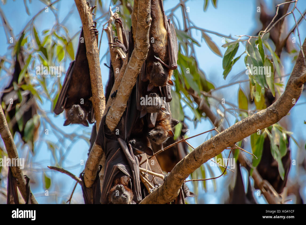 Il nero sono ' appollaiati flying fox o frutta nera bat (pteropus alecto) nel Nitmiluk National Park, il territorio del nord, l'australia Foto Stock