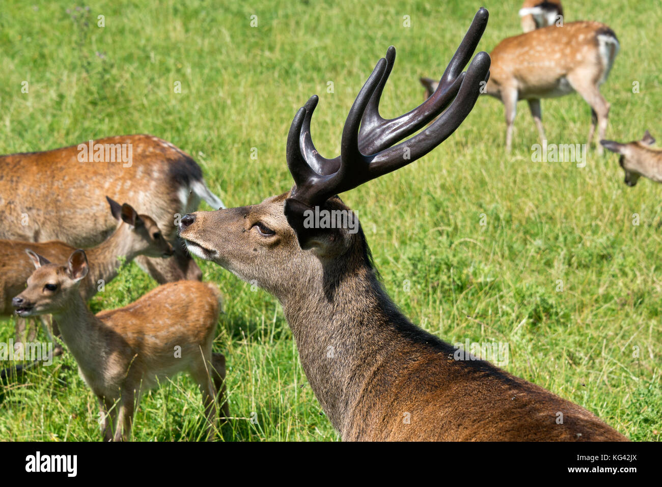 Un sikha Stag Cervo con un set completo di corna di cervo a sud ovest di Cervo Centro di salvataggio, Wayford vicino a Crewkerne nel Somerset in Inghilterra. Foto Stock