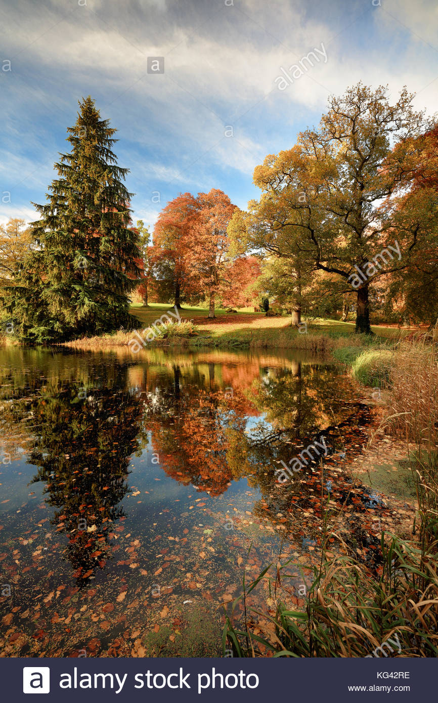 Autumn Tree riflessioni da un laghetto in Drummond Castle Gardens. Crieff, Perth and Kinross. Foto Stock