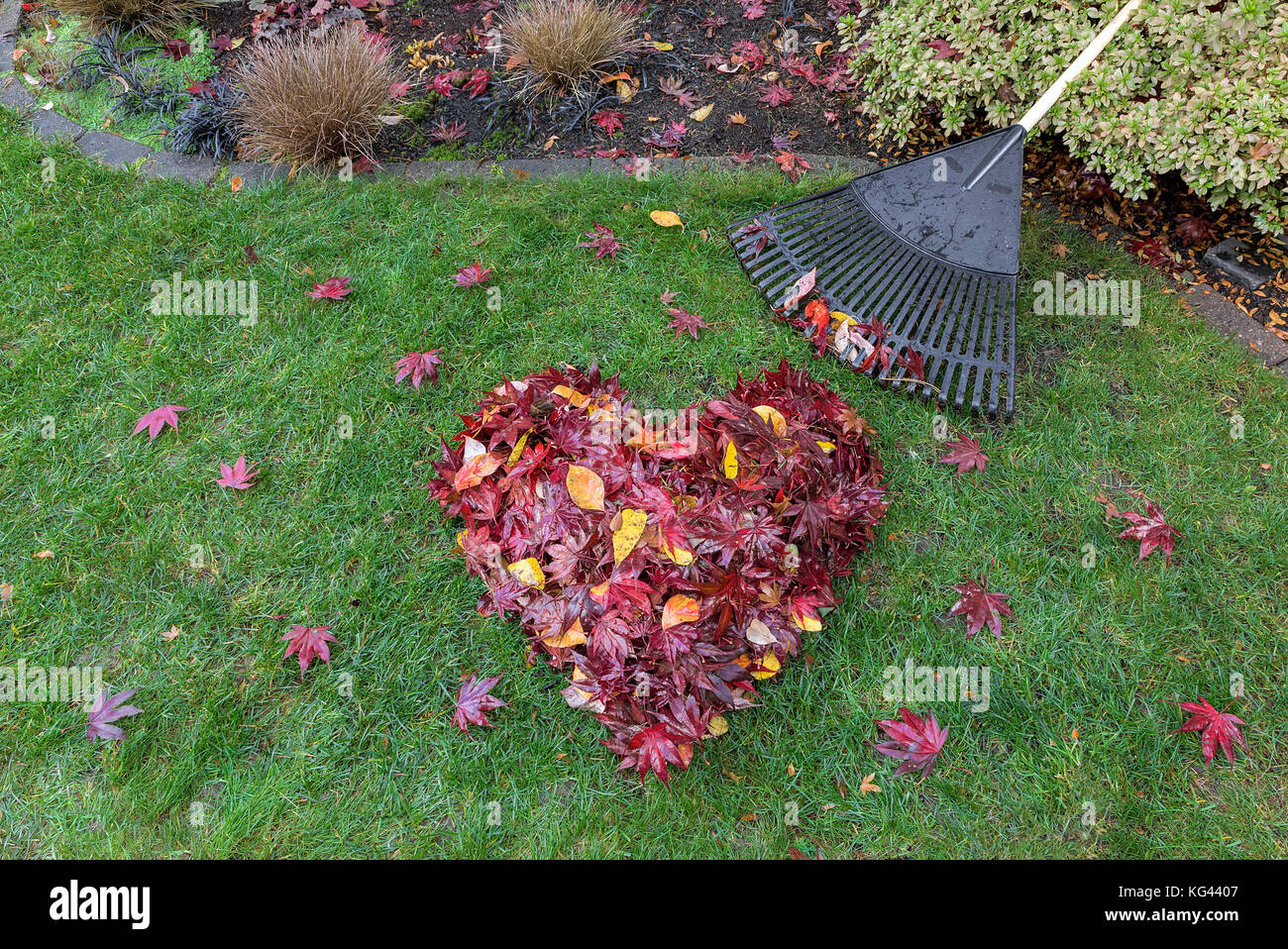 Caduto rosso acero lascia rastrellata a forma di cuore sul verde prato con rastrello scopa in autunno caduta stagione Foto Stock