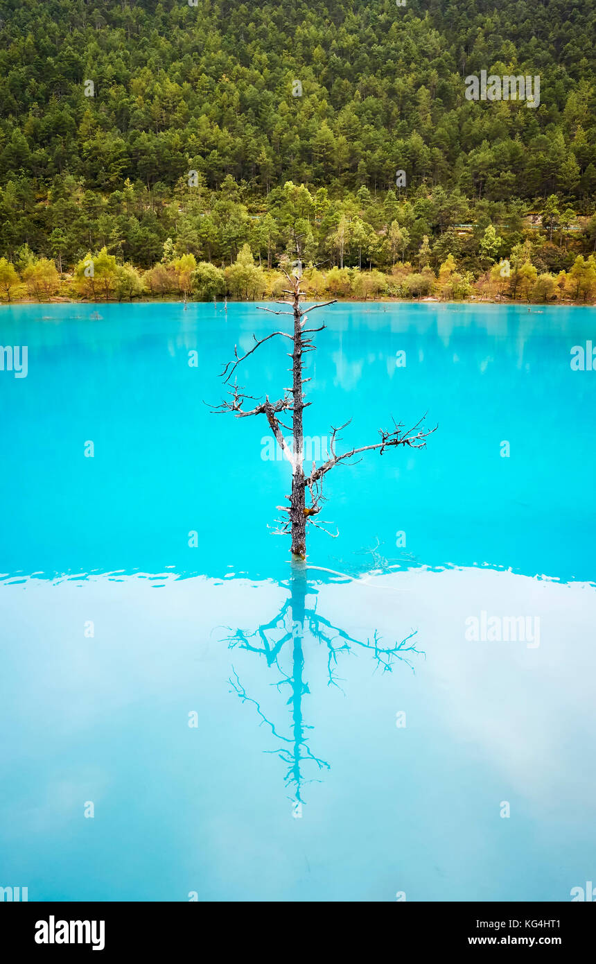 Albero solitario riflesso in acqua turchese, blu moon valley, lijiang, Cina. Foto Stock