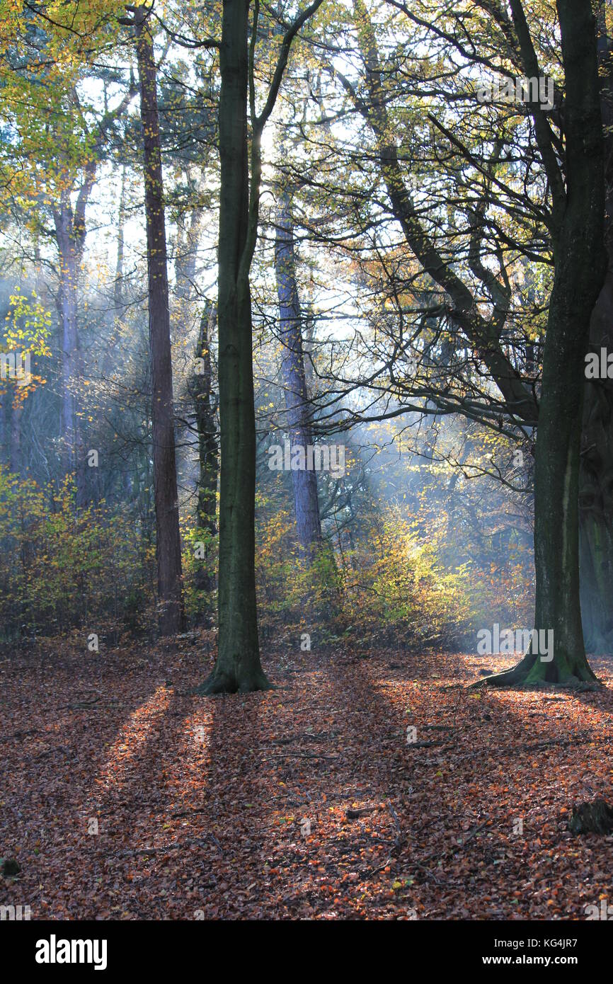 Cavalieri a basso contenuto di Lyme Park durante l'autunno Foto Stock