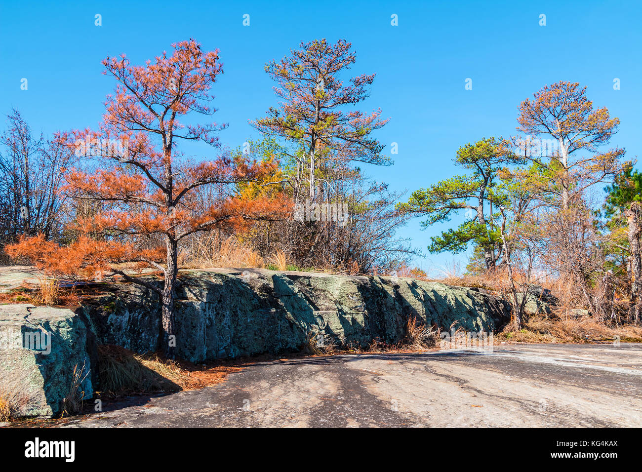 Paesaggio con alberi e terra di pietra in Stone Mountain Park nella soleggiata giornata autunnale, georgia, Stati Uniti d'America Foto Stock