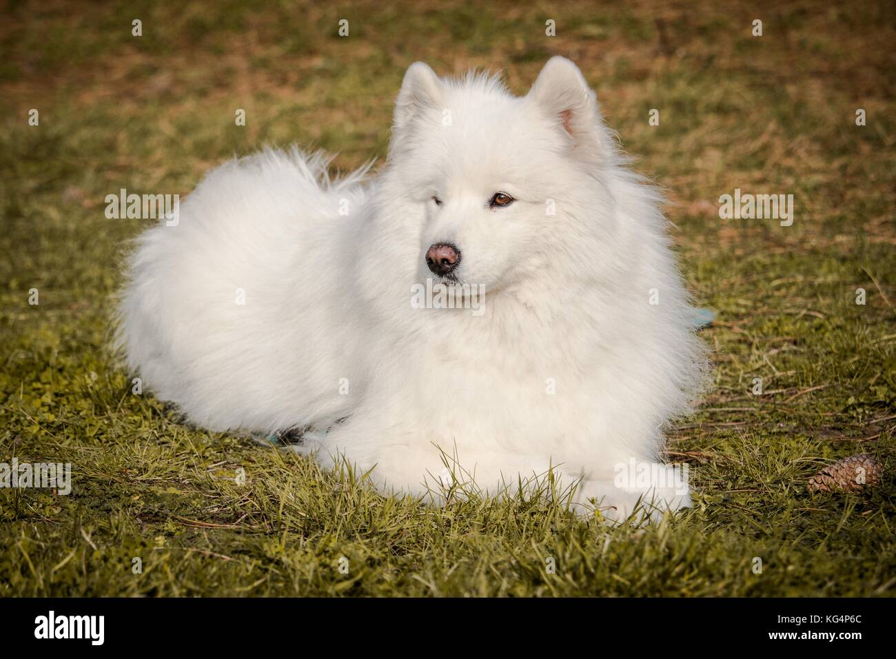 Un bianco samoiedo cane con lunghi peli soffice giacente in autunno erba con una pigna accanto a lui Foto Stock