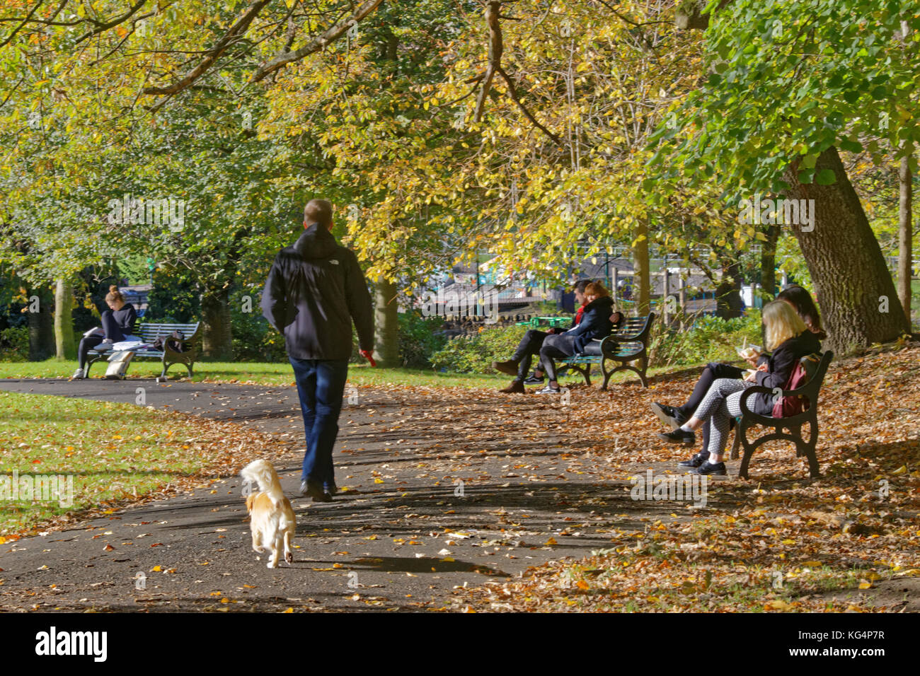 Dog walker in kelvingrove park giornata soleggiata con foglie di autunno seduta sul banco di lavoro con le persone in background visto da dietro in prospettiva Foto Stock