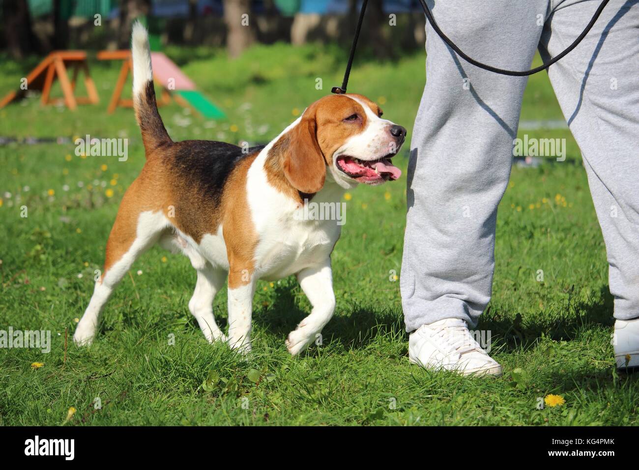 Cane obbedienza formazione con un cane beagle al guinzaglio per la suite del piede Foto Stock